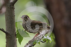 Oven Bird in Redden State Forest