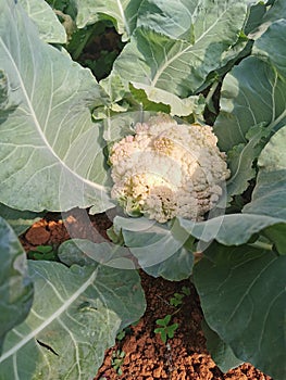 over ageing cauliflower plant on field