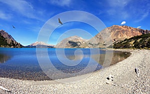 Over the blue lake the predatory condor turns