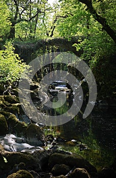 Over grown Faerie bridges spanning a deep gorge to a river