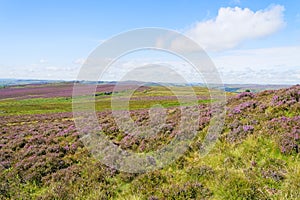 Over the purple Ling Heather and bracken of Hathersage Moor to a hazy Surprise View