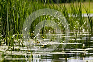 Over a river smooth surface