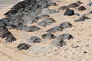 Over seventy endangered Green Sea Turtle lying in the sand at Ho`okipa Beach in Hawaii