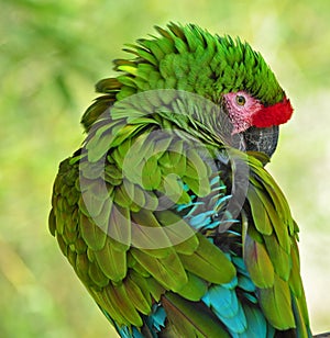 Over the Shoulder Glance