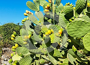 Over the spikes under the sweet and succulent fruit