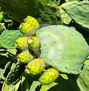 Over the spikes under the sweet and succulent fruit