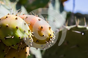 Over the spikes under the sweet and succulent fruit
