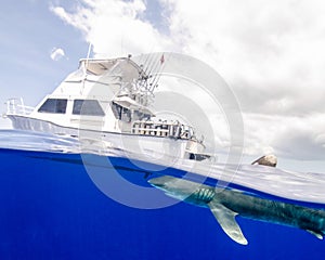 Over-Under of an Oceanic White-Tip Shark Under a Dive Boat in the Bahamas