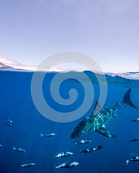 Over-Under Photograph Shows the Power of a Great White Shark Near the Surface of Guadalupe Island in Mexico
