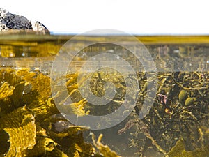 Over-under split shot of clear water in tidal pool