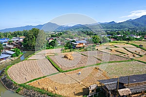 over view after farmer harvest golden and green rice. empty land at countryside in north of Thailand