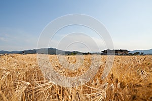 Over the wide barley fields, the houses add to the coolness of the sky and mountains.