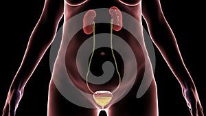 Overactive urinary bladder, 3D illustration