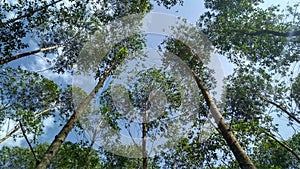 Overage eucalyptus forest photo