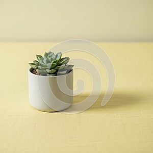 Overall composition emphasizes simplicity and elegance, typical