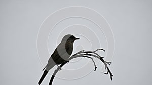 The overall composition emphasizes simplicity and minimalism