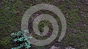 Overall mossy wall texture in old house with a wild plants