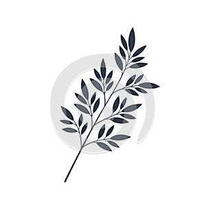 The overall shape is linear, suggesting a natural and organic