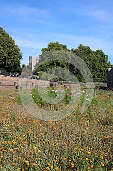 Overall view Superbloom in Tower of London moat