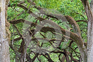 Overarching branches of southern live oak trees Quercus virginiana at Topeekeegee Yugnee TY Park - Hollywood, Florida, USA