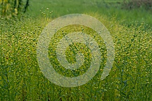 overbloomed flax flowers, green carpet, green background