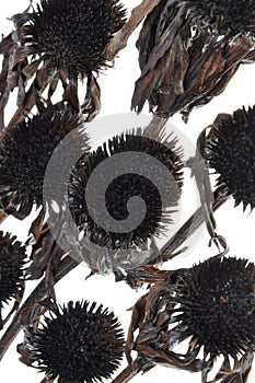 Overblown black flowers isolated on white background