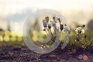 Overblown bloom of few dandelions