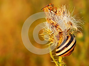 Overblown burdock flower, snail and colorful bug