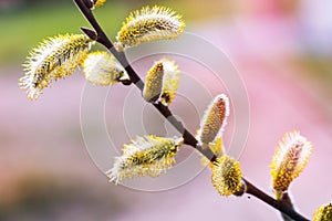 Overblown catkins on branches in spring - pastel background