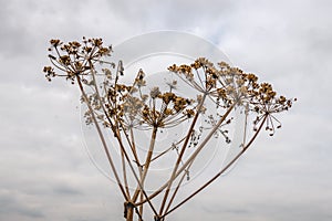 Overblown common hogweed from close against a cloudy sky