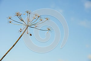 Overblown cow parsley against a blue sky from close