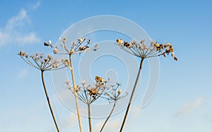 Overblown cow parsley against a blue sky from close