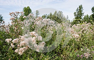 Overblown creeping thistle plants from close