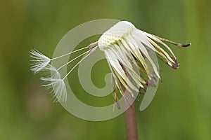 Overblown dandelion