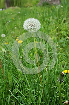 Overblown dandelion