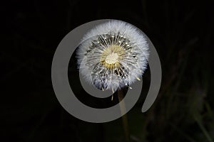 Overblown dandelion.