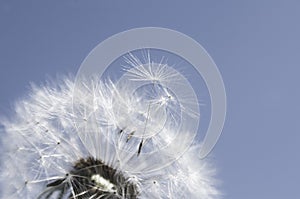 Overblown dandelion