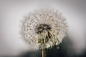 Overblown dandelion