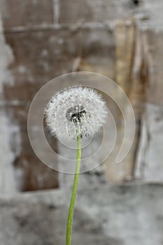 overblown dandelion on an abstract background