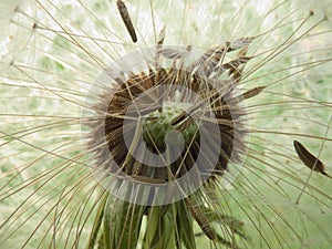 Overblown dandelion bloom