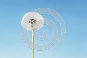 Overblown dandelion close-up, blue sky