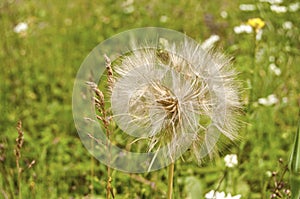 Overblown dandelion closeup