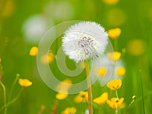 Overblown dandelion flower