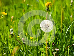 Overblown dandelion flower