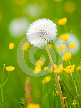 Overblown dandelion flower