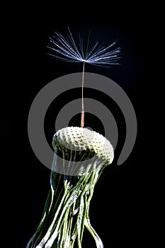 Overblown dandelion flower with one single seed left