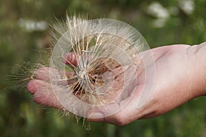 Overblown dandelion held in a hand