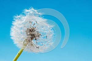 Overblown dandelion macro, blue sky