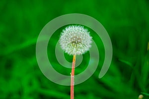 Overblown dandelion photographed on a green background