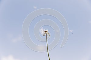 overblown dandelion with seeds flying away with wind. High quality photo